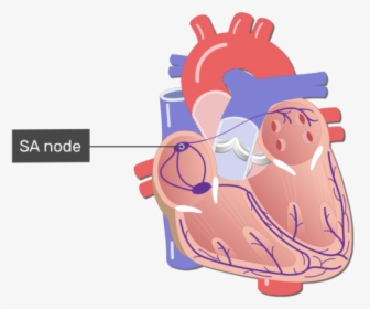 The Sa Node Of The Electrical Conduction System Of - Conduction System Of The Heart Unlabeled, HD Png Download, Transparent PNG