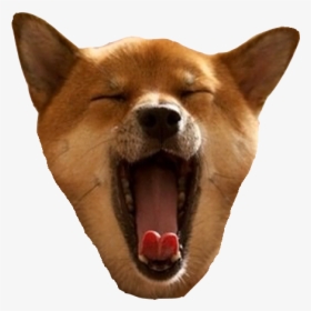 Tired Shiba Inu, HD Png Download, Transparent PNG