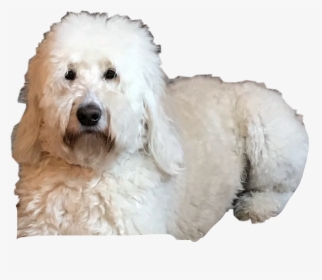 My Doggie - Goldendoodle, HD Png Download, Transparent PNG