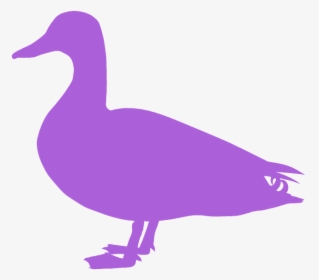 Seabird, HD Png Download, Transparent PNG