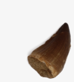 Mosasaurus Tooth - Fish, HD Png Download, Transparent PNG
