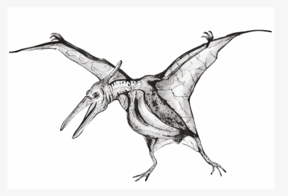 Sketch, HD Png Download, Transparent PNG