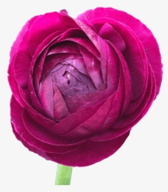 Burgundy Ranunculus Bulbs Wholesale Delivery - Persian Buttercup, HD Png Download, Transparent PNG