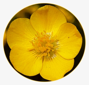 #freetoedit #scyellow #yellow #flower #buttercup - Buttercup, HD Png Download, Transparent PNG