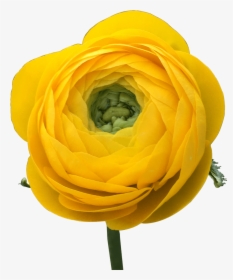 Get Ranunculus Yellow Flowers Lowest Cost Online - Persian Buttercup, HD Png Download, Transparent PNG