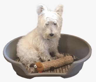 Dog In Basket Transparent Image - West Highland White Terrier, HD Png Download, Transparent PNG