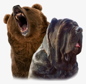 Gizzly Molossus And Mastiff Breeding And Puppies - Grizzly Bear, HD Png Download, Transparent PNG