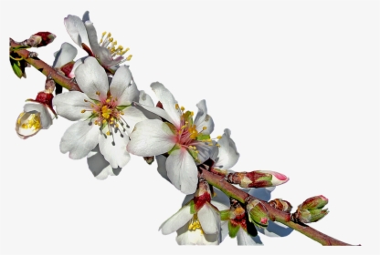 Royalty Free, Free Illustrations, Almond Branch In - Almond Branch In Bloom, HD Png Download, Transparent PNG