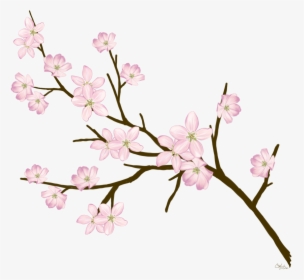 #cherryblossom #flowers #branches #freetoedit - Cherry Blossom, HD Png Download, Transparent PNG