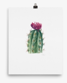 Transparent Cactus Flower Clipart - Weberocereus, HD Png Download, Transparent PNG