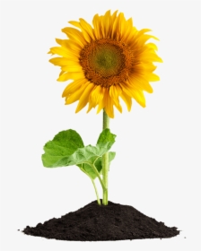 Sunflower In Soil Png, Transparent Png, Transparent PNG