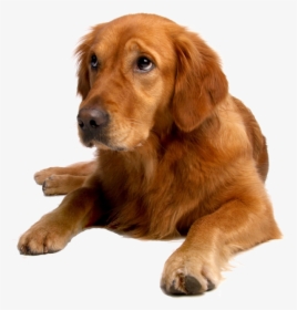 Are Proud To Have Three Amazing Groomers Who Work Monday- - Shar Pei Golden Retriever Mix, HD Png Download, Transparent PNG