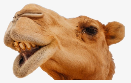 Camel Face Camels Funny, HD Png Download, Transparent PNG