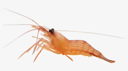Transparent Shrimp Anemone - Alive Shrimp, HD Png Download, Transparent PNG