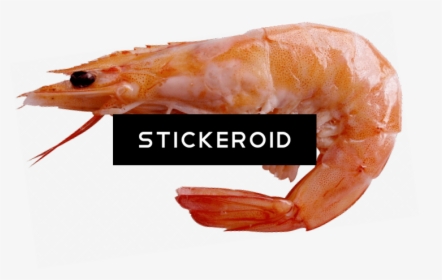 Transparent Shrimp Sick - Battle Prawn, HD Png Download, Transparent PNG