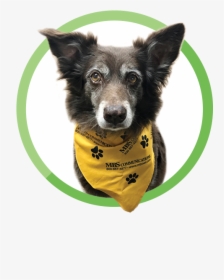 Companion Dog, HD Png Download, Transparent PNG
