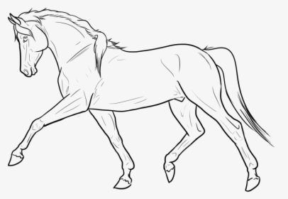 Drawn Lines Transparent - Transparent Horse Lines, HD Png Download, Transparent PNG