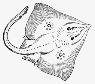 Manta Ray Clipart Transparent - Stingray Clipart Black And White, HD Png Download, Transparent PNG