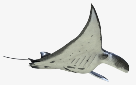 Atlantic Blue Marlin, HD Png Download, Transparent PNG