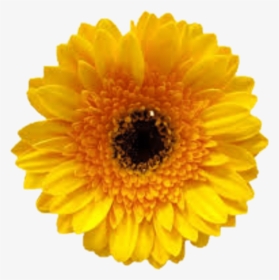 Yellow Flower Tumblr Beautyful - Logo Cogilog Gestion, HD Png Download, Transparent PNG