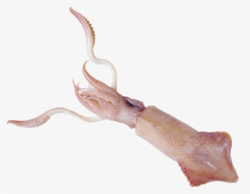 Squid Png - Кальмар На Белом Фоне, Transparent Png, Transparent PNG