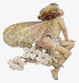 Transparent Fairy Wings Clipart - Public Domain Flower Fairy, HD Png Download, Transparent PNG