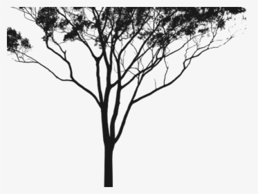 Eucalyptus Clipart Gum Tree - Gum Tree Silhouette Png, Transparent Png, Transparent PNG