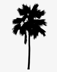 Asian Palmyra Palm Palm Trees Leaf Line Silhouette, HD Png Download, Transparent PNG