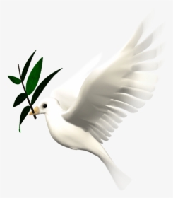 Bird Animation Giphy Clip Art - Animated Flying Dove Png, Transparent Png, Transparent PNG