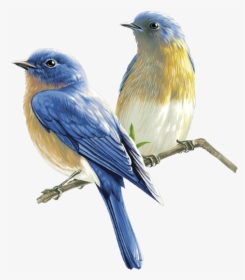 Watercolor Bird Png - Songbird Png, Transparent Png, Transparent PNG