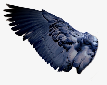 Transparent Bird Wing Png, Png Download, Transparent PNG