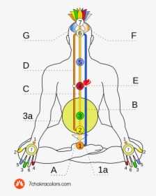 Diagram Of Ida, Pingala And Shushumna Channels - Energy Flow Map In Human Body, HD Png Download, Transparent PNG