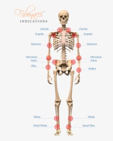 Fb-indications - Human Skeleton Images Hd, HD Png Download, Transparent PNG