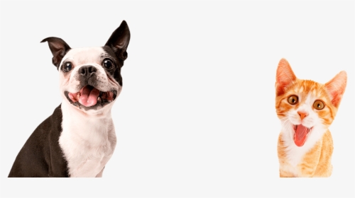 Transparent Huella De Perro Png - Pet Dogs Png, Png Download, Transparent PNG