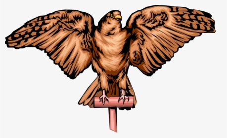 Vector Hawks Peregrine Falcon - Illustration, HD Png Download, Transparent PNG