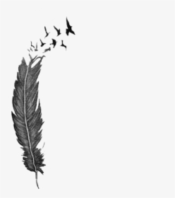 Download Feather And Birds Svg, HD Png Download , Transparent Png ...