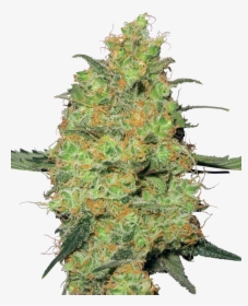 Master Kush, HD Png Download, Transparent PNG