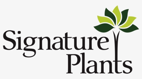 Signature Plants Wholesale Nursery Auckland - Calligraphy, HD Png Download, Transparent PNG