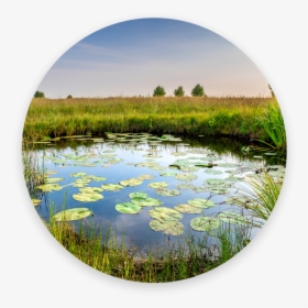 Picture - Freshwater Marsh, HD Png Download, Transparent PNG