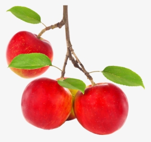 Apple Tree Png - Apple On Tree Png, Transparent Png, Transparent PNG