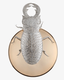 Lizard, HD Png Download, Transparent PNG