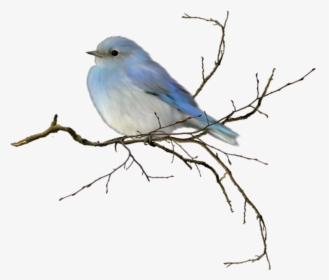 #bird #passarinho - Mountain Bluebird Transparent Background, HD Png Download, Transparent PNG