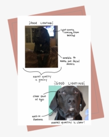 Goodlighting Example - Labrador Retriever, HD Png Download, Transparent PNG