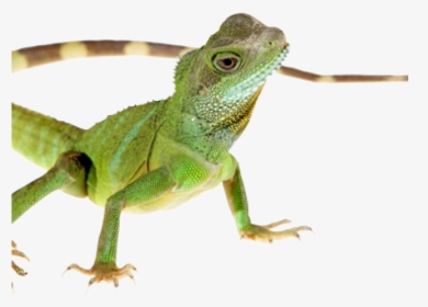 Transparent Green Lizard, HD Png Download, Transparent PNG