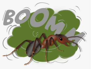 Jodi Ralston Exploding Ant Camponotus Saundersi - Oreille Bruit Fort, HD Png Download, Transparent PNG