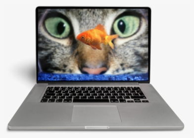 Cat Look At Fish, HD Png Download, Transparent PNG