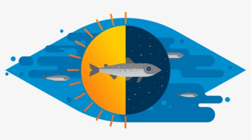 How We Raise Atlantic Salmon Step 4 - Illustration, HD Png Download, Transparent PNG