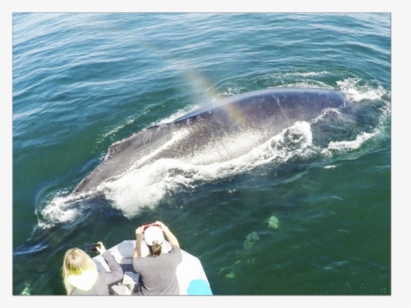 Pismobeachwhalewatching, HD Png Download, Transparent PNG