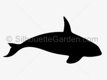 Transparent Whale Silhouette Png - Killer Whale Silhouette, Png Download, Transparent PNG