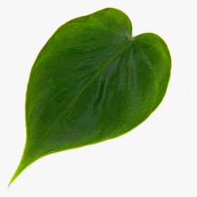 Philodendron Heart Leaf - Heart, HD Png Download, Transparent PNG